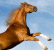 From The Horse's Mouth – Your weekend racing guide